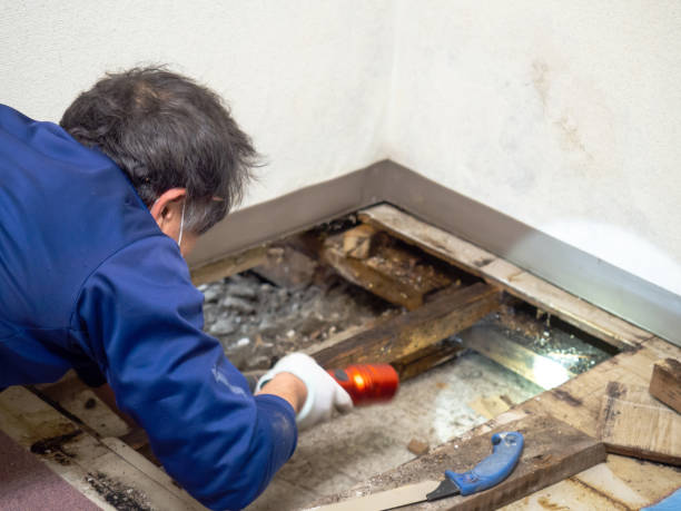 Best Toxic Mold Removal  in Algona, IA