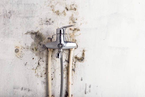 Best Affordable Mold Removal  in Algona, IA