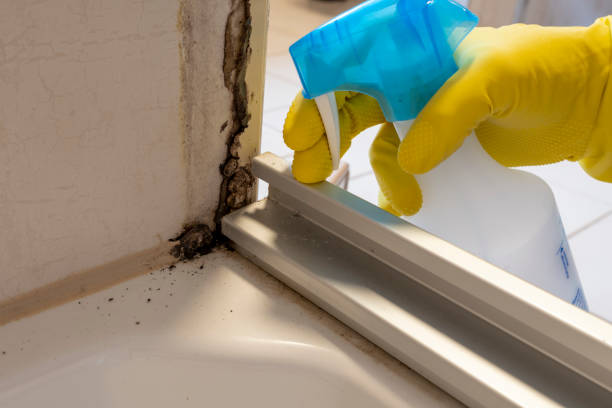 Best Attic Mold Removal  in Algona, IA