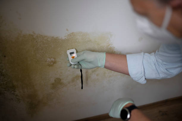 Best Crawl Space Mold Removal  in Algona, IA