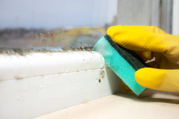 Attic Mold Removal in Algona, IA