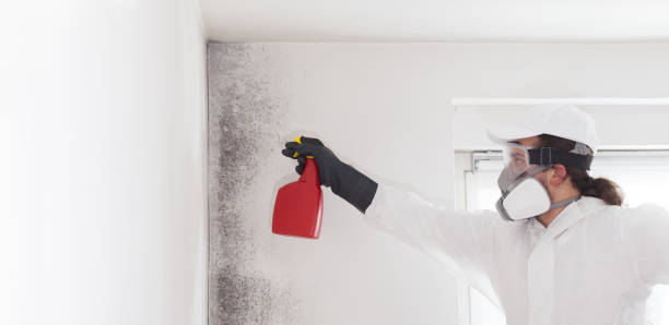 Best Office Mold Removal Services  in Algona, IA