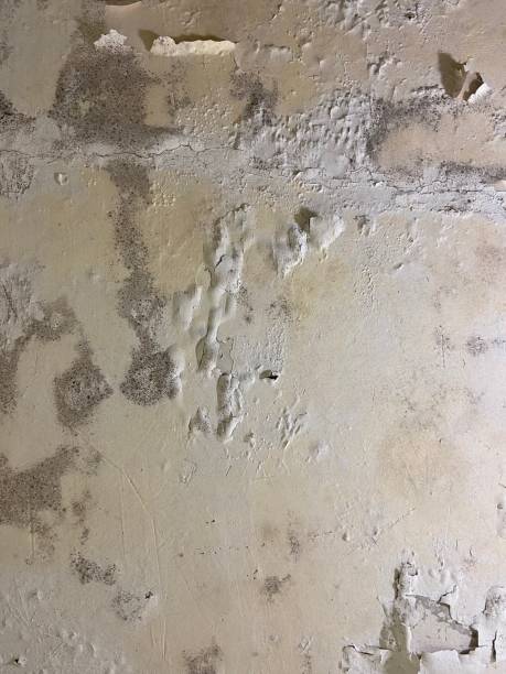 Best Toxic Mold Removal  in Algona, IA